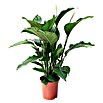 Piardino Sierra (Spathiphyllum wallisii, Tamaño de maceta: 21 cm, Blanco)