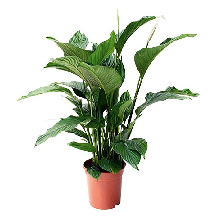 Piardino Sierra (Spathiphyllum wallisii, Tamaño de maceta: 21 cm, Blanco)