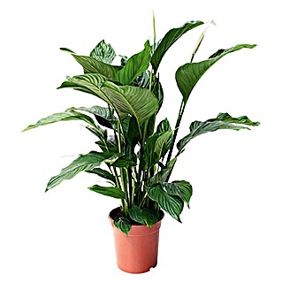 Piardino Air So Pure Spathiphyllum (Spathiphyllum wallisii, Tamaño de maceta: 21 cm, Blanco)
