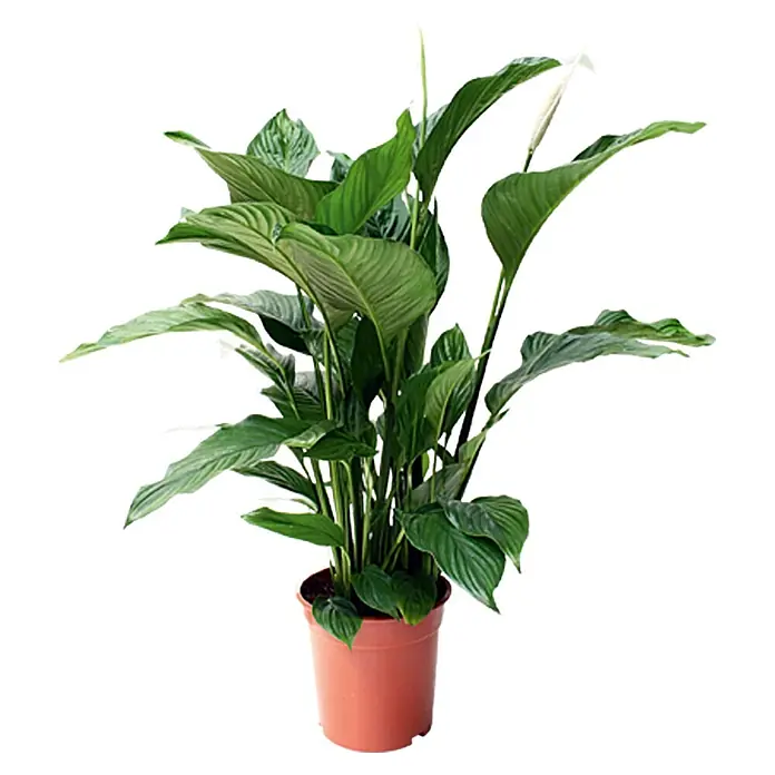 Piardino Air So Pure Spathiphyllum - Spathiphyllum wallisii, Tamaño de maceta: 21 cm, Blanco - Lirio de paz en maceta marrón. La planta tiene hojas verdes y una sola flor blanca.