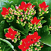 Piardino Flammendes Käthchen (Kalanchoe blossfeldiana, Topfgröße: 10,5 cm, Rot)