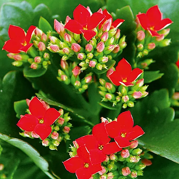 Piardino Flammendes Käthchen - Kalanchoe blossfeldiana, Topfgröße: 10 cm, Rot - Nahaufnahme einer Kalanchoe-Pflanze mit roten Blüten und grünen Blättern.