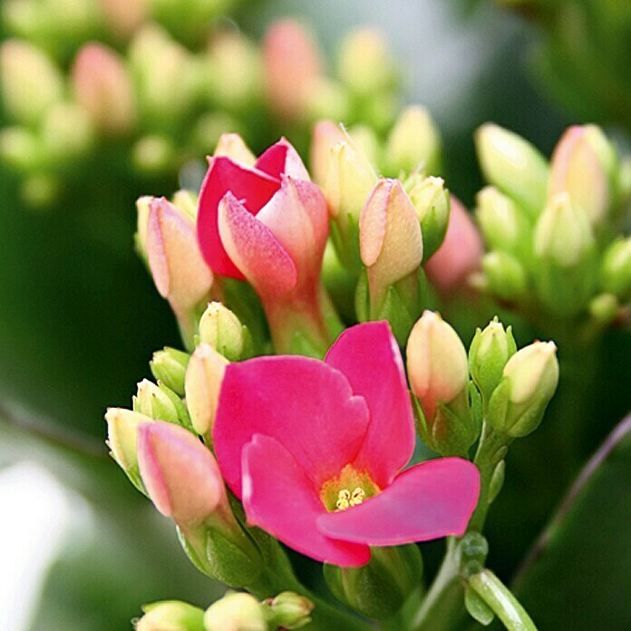 Piardino Flammendes Käthchen (Kalanchoe blossfeldiana, Topfgröße: 10,5 cm, Lila)