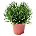 Senecio 
