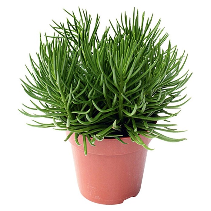 Senecio (Senecio Himalaya Highlands, Tamaño de maceta: 12 cm, Verde) | BAUHAUS