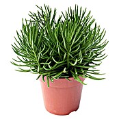 Senecio (Senecio Himalaya Highlands, Tamaño de maceta: 12 cm, Verde) | BAUHAUS