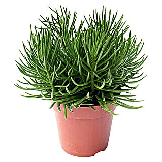 Senecio (Senecio Himalaya Highlands, Tamaño de maceta: 12 cm, Verde)