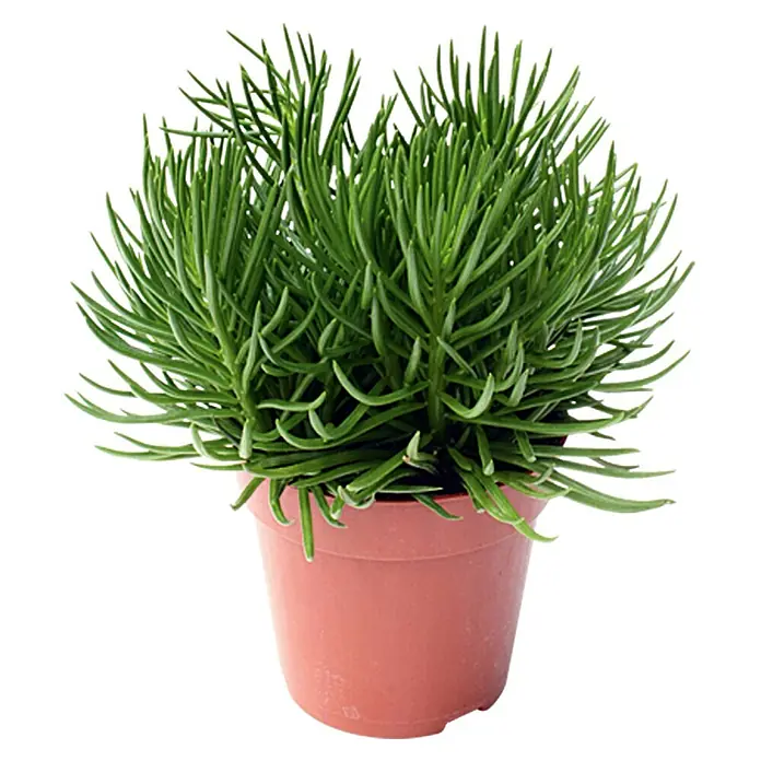 Piardino Senecio - Senecio peregrinus, Tamaño de maceta: 15 cm, Verde - La imagen muestra una planta suculenta llamada Senecio barbertonicus en una maceta, conocida por sus hojas en forma de lápiz y aspecto decorativo.