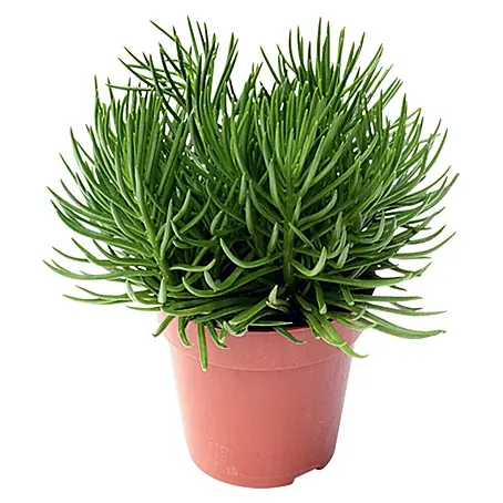 Piardino  Senecio