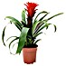 Piardino Bromelia 