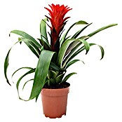 Piardino Bromelia (Bromelia Hybriden, Tamaño de maceta: 9 cm, En función de la variedad) | BAUHAUS