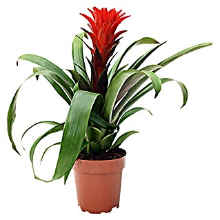 Piardino Bromelia (Bromelia Hybriden, Tamaño de maceta: 9 cm, En función de la variedad)