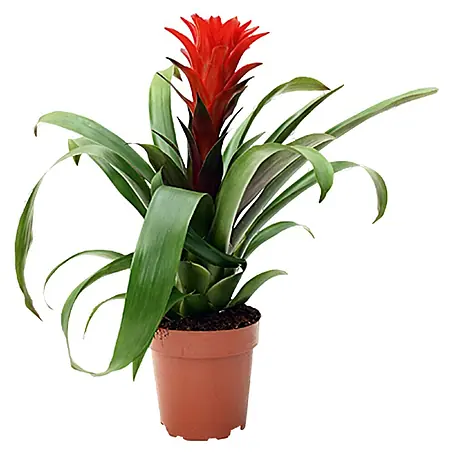 Piardino  Guzmania