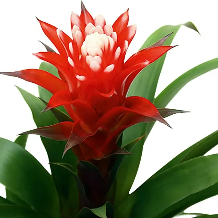 Piardino Bromelie - Guzmania El Cope, Topfgre: 12 cm, Rot/Wei online  kaufen bei BAUHAUS