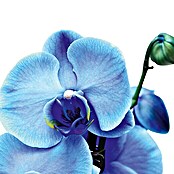 Piardino Orquídea mariposa (Phalaenopsis Hybride, Tamaño de maceta: 12 cm, Azul, Número de brotes: 2, Vertical)