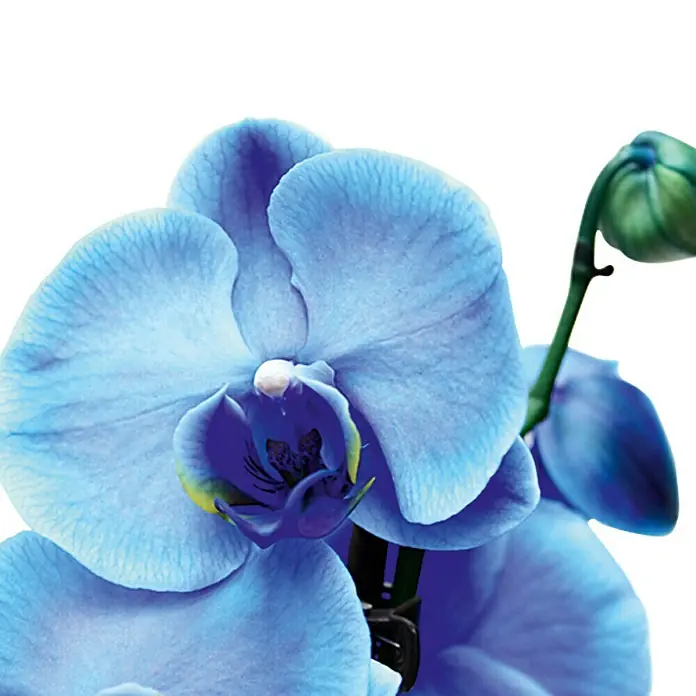 Piardino Orquídea mariposa - Phalaenopsis Hybride, Tamaño de maceta: 12 cm, Azul, Número de brotes: 2 ud., En posición vertical - Primer plano de una hermosa orquídea azul que muestra sus delicados pétalos y elegante arreglo floral.