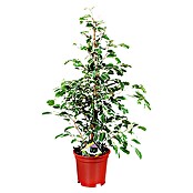 Ficus benjamina Twilight 17