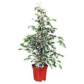 Piardino Birken-Feige (Ficus benjamina 'Twilight', Topfgröße: 17 cm, Gelb/Grün)