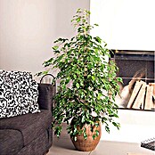 Ficus benjamina Twilight 17