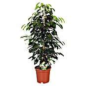 Ficus benjamina Danielle 17