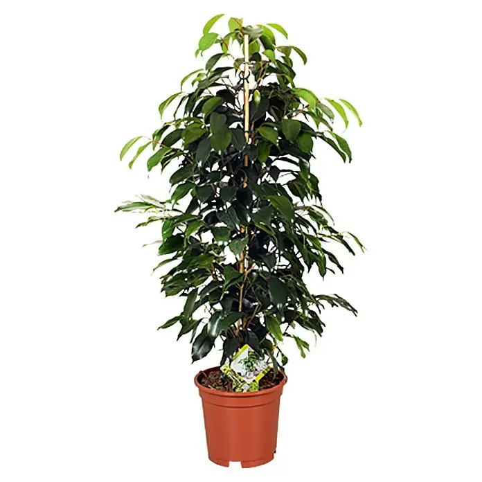 Piardino Birken-FeigeFicus benjamina 'Danielle', Topfgröße: 17 cm - Zimmerpflanze Ficus benjamini 'Danielle' in einem Terrakotta-Topf, die mit einem Holzstab gestützt wird. Die Pflanze hat dichte, dunkelgrüne Blätter.