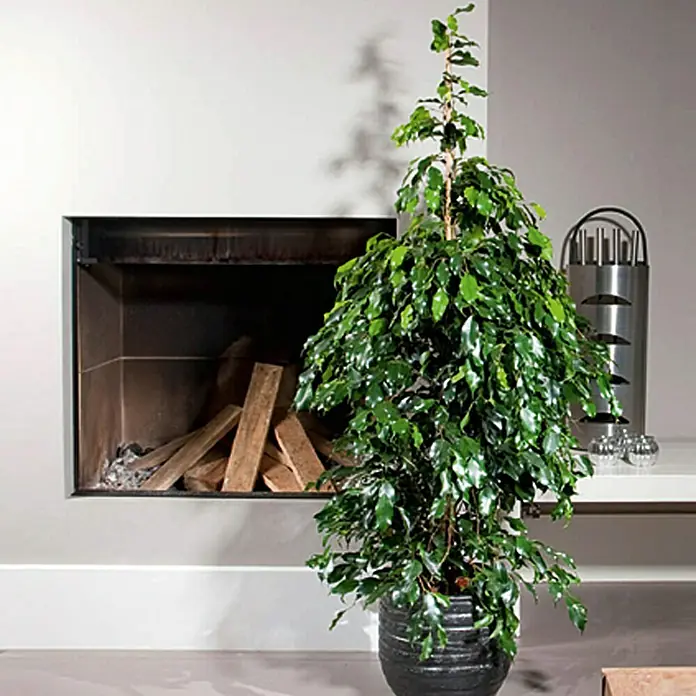 Piardino Birken-FeigeFicus benjamina 'Danielle', Topfgröße: 17 cm - Ein Ficus Benjamini Zimmerbaum in einem schwarzen Topf, ideal für die Innenraumbegrünung und zur Verbesserung des Raumklimas.