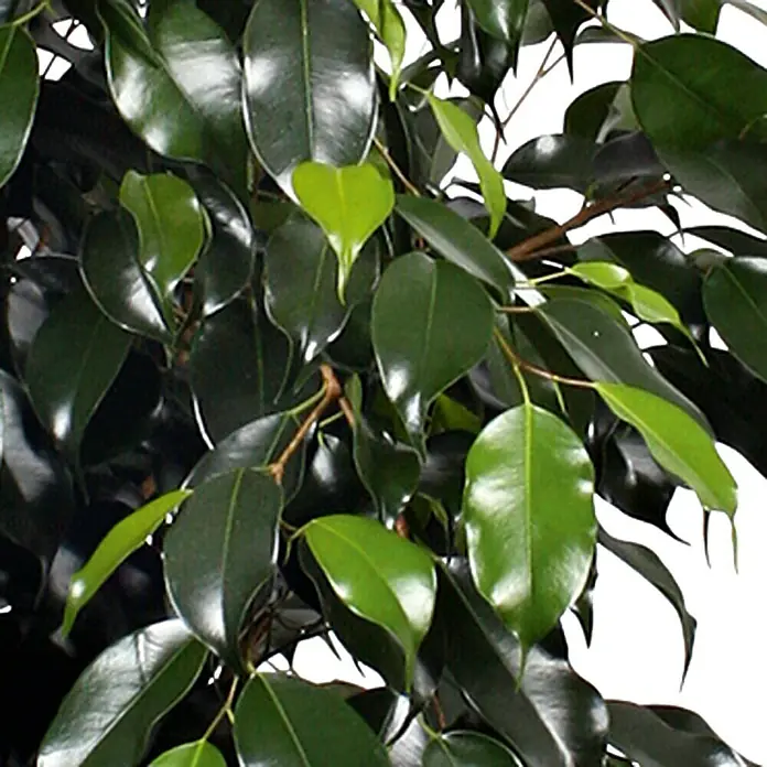 Piardino Birken-FeigeFicus benjamina 'Danielle', Topfgröße: 17 cm - Nahaufnahme eines Ficus benjamina mit glänzenden, grünen Blättern, die das Licht reflektieren und eine üppige, lebendige Textur zeigen.
