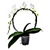 Piardino Orquídea mariposa 