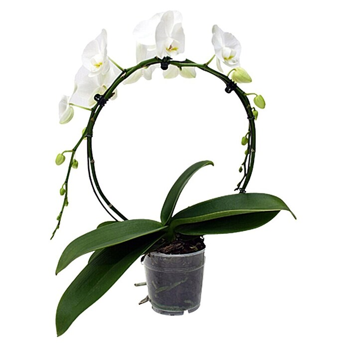 Piardino Orquídea mariposa (Phalaenopsis Hybride, Tamaño de maceta: 12 cm, Blanco, Número de brotes: 1, Arco)