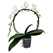 Piardino Orquídea mariposa (Phalaenopsis Hybride, Tamaño de maceta: 12 cm, Blanco, Número de brotes: 1, Arco)