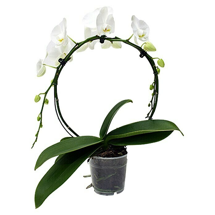 Piardino Orquídea mariposa (Phalaenopsis Hybride, Tamaño de maceta: 12 cm, Blanco, Número de brotes: 1, Arco)