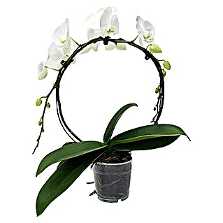 Piardino Orquídea mariposa (Phalaenopsis Hyb., Tamaño de maceta: 12 cm, Blanco, Número de brotes: 1 ud.)