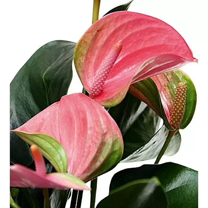 Piardino Flamingoblume - Anthurium x andreanum, Rosa online kaufen bei  BAUHAUS