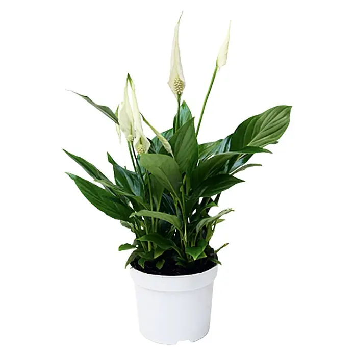 Piardino Spathiphyllum - Spathiphyllum wallisii, Tamaño de maceta: 12 cm, Blanco - Lirio de paz en una maceta blanca. Una planta de interior elegante con hojas verdes y flores blancas, que añade un ambiente relajante a cualquier habitación.