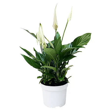 Piardino Spathiphyllum