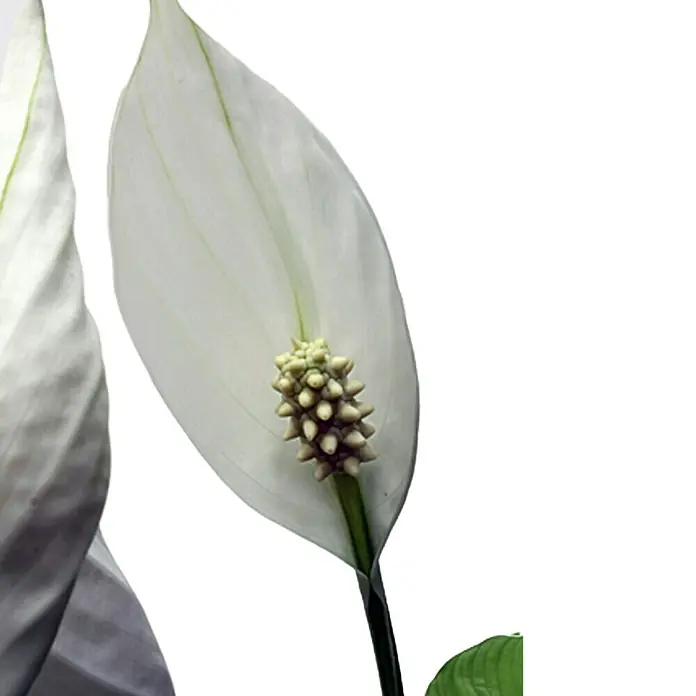 Piardino Spathiphyllum - Spathiphyllum wallisii, Tamaño de maceta: 12 cm, Blanco - Primer plano de un elegante lirio de paz blanco, destacando su delicada belleza y estructura floral única.