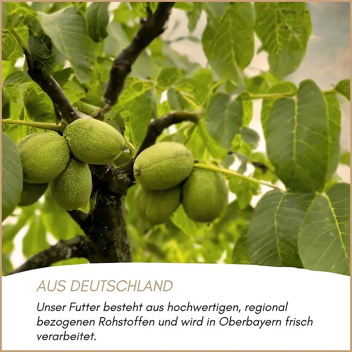 Supravit Eichhörnchenfutter - 1.000 g - Mehrere grüne Walnüsse hängen an einem Ast, umgeben von grünen Blättern.