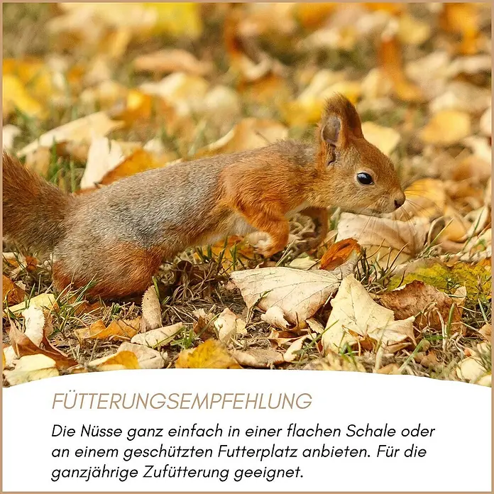Supravit Eichhörnchenfutter - 1.000 g - Ein Eichhörnchen zwischen Herbstblättern, das die ganzjährige Zufütterung mit Nüssen demonstriert.