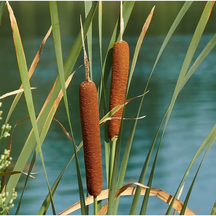Vdvelde Rohrkolben Typha Latifolia Teichpflanze - 4 Pflanzen Set mit Korb & Substrat -  - Zwei braune Rohrkolbenblüten stehen hoch zwischen grünen Schilfblättern am blaugrünen Wasser.
