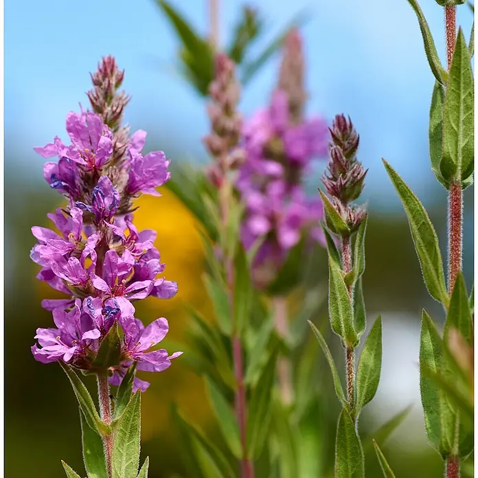 Vdvelde Blutweiderich Lythrum Salicaria Teichpflanze - 4 Pflanzen mit Korb & Substrat -  - Nahaufnahme leuchtend violetter Blüten mit grünen Stielen und Blättern, blühend in natürlicher Umgebung.