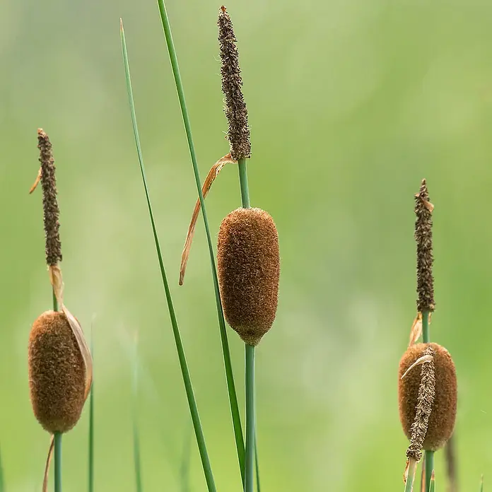 Vdvelde Rohrkolben - Typha minima - Drei braune, flaumige Rohrkolben mit stacheligen Spitzen an grünen Stielen.