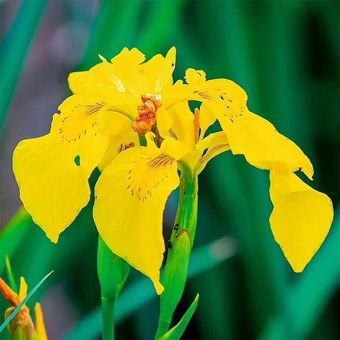 Vdvelde Gelbe Schwertlilie Iris Pseudacorus Teich - 4 Pflanzen Set mit Korb & Substrat -  - Leuchtend gelbe Irisblüte mit zarten braunen Flecken auf ihren Blütenblättern.