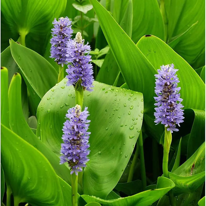 Vdvelde Hechtkraut Pontederia Cordata Teichpflanze - 4 Pflanzen Set mit Korb & Substrat -  - Leuchtend violette Blüten ragen aus üppigem grünem Laub mit Wassertropfen.