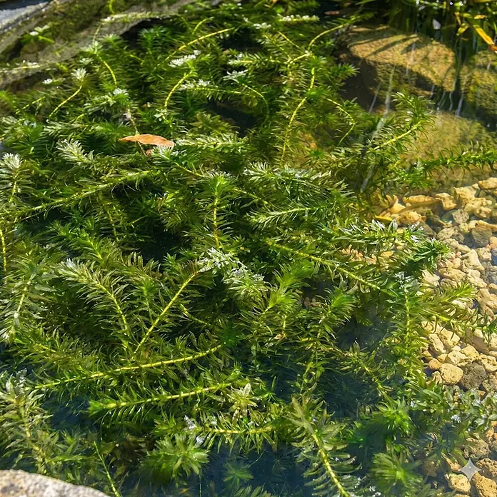 Vdvelde Wasserpflanzen-Set - Elodea Densa, 5 Stk. - Dichte grüne Wasserpflanzen wachsen untergetaucht in klarem Wasser mit sichtbaren Steinen am Boden.