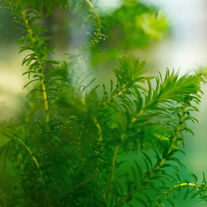 Vdvelde Wasserpflanzen-Set - Elodea Densa, 5 Stk. - Lebendige grüne Wasserpflanzen mit winzigen Sauerstoffbläschen, die eine gesunde Photosynthese zeigen.