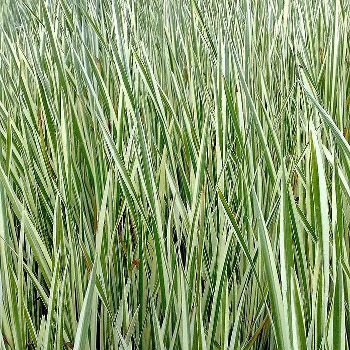 Kalmus Acorus Calamus Variegatus Teich - 4 Pflanzen Set mit Korb & Substrat -  - Dichtes Feld aus panaschiertem Gras mit lebhaft grünen und cremeweißen gestreiften Blättern.