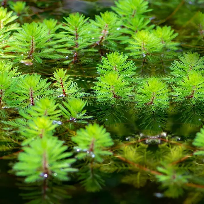 Tausendblatt Myriophyllum Rubricaule Teich - 4 Pflanzen mit Korb & Substrat -  - Hellgrüne Wasserpflanzen mit gefiederten Blättern und rötlichen Stielen, auf dem Wasser schwimmend, mit Reflexionen.