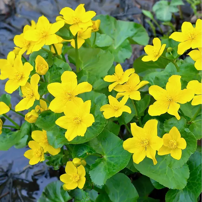 Vdvelde Sumpfdotterblume Caltha Palustris Teich - 4 Pflanzen Set mit Korb & Substrat -  - Leuchtend gelbe Blumen mit grünen Blättern in natürlicher Umgebung.