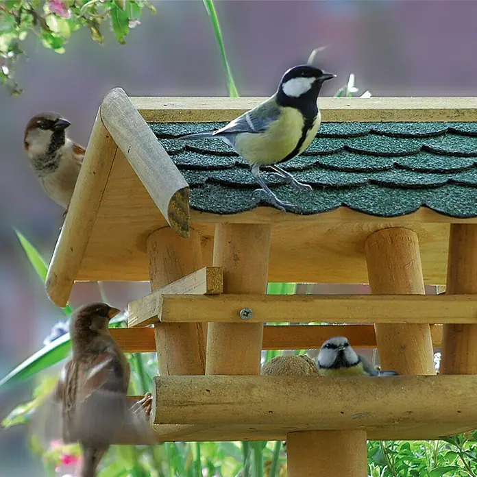 Dobar Vogelfutterhaus mit Ständer - 37 x 28 x 101 cm, Vogelhausständer - Verschiedene Vögel sitzen auf einem hölzernen Vogelhaus und fressen. Die grüne Bedachung schützt das Futter vor Regen und Schnee.
