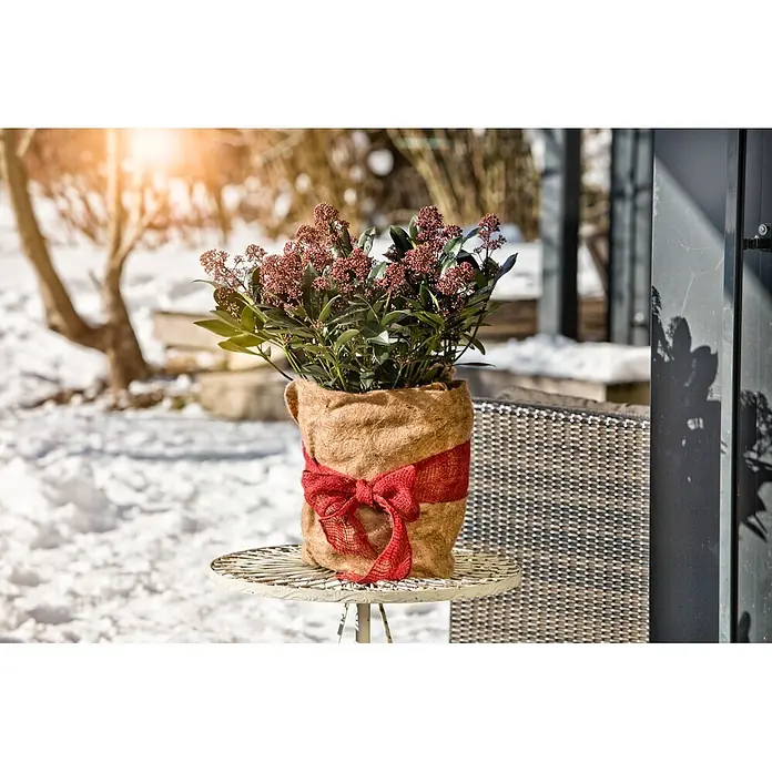Windhager Jute-Gewebematte - L x B: 25 m x 10 cm, Rot - Topfpflanze in braunem Sackleinen mit roter Schleife, auf einem weißen Metalltisch in einem verschneiten Garten.
